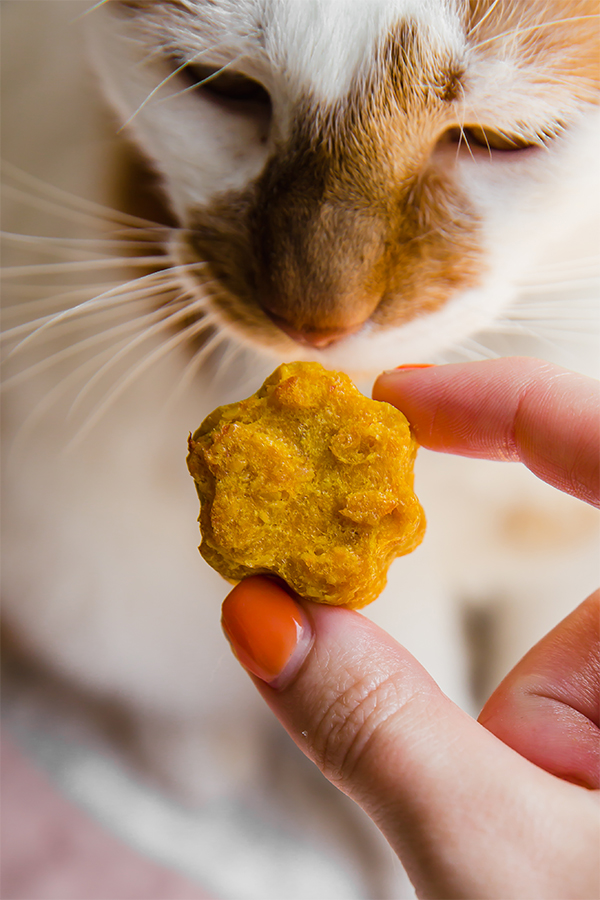 Healthy Homemade Pumpkin Cat Treats Unbound Wellness